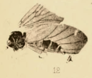 File:Trichonta dawsoni 1890 pl3 Fig12.png