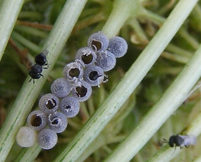 File:Trissolcus parasitoid wasps.JPG