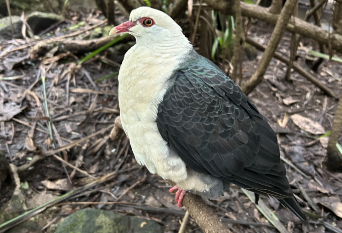 File:White-Headed Pigeon at Taronga Zoo.png