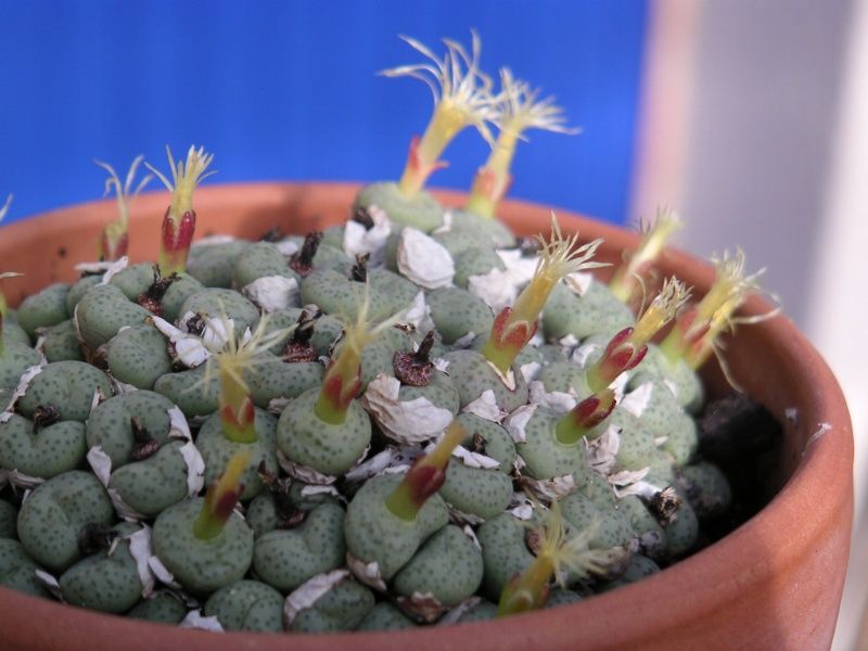 File:1 Conophytum truncatum - prev calitzdorpense.jpg