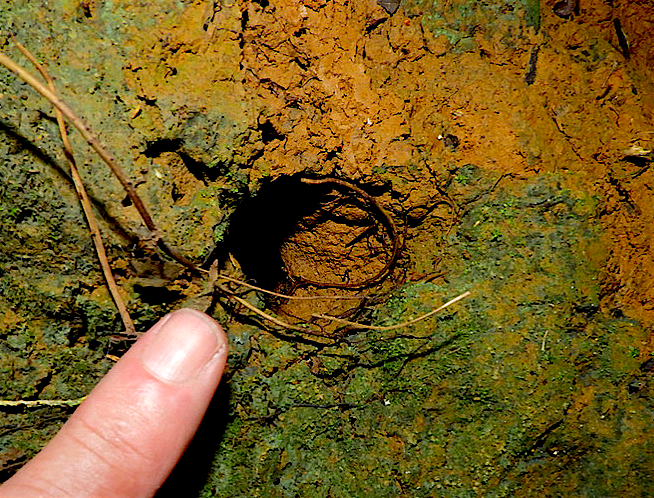 File:Broadbill tody nest entrance.png