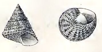 File:Calliostoma fragum 001.jpg