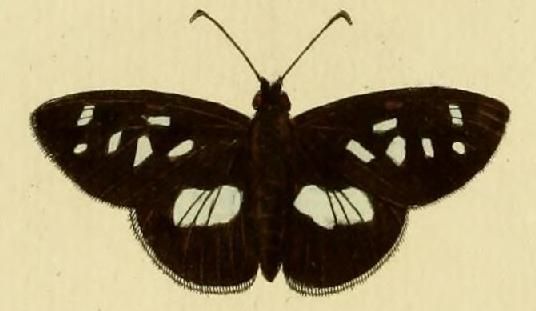 File:Carystus phorcus.JPG