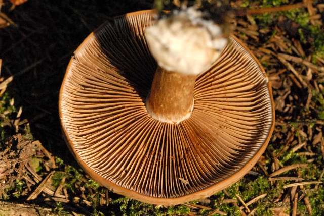 File:Cortinarius.infractus2.-.lindsey.jpg