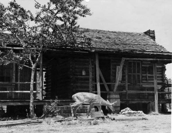 File:Deer near Forrester Place farm (3586119972).jpg