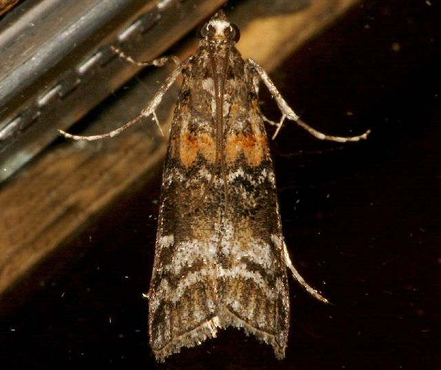 File:Dioryctria banksiella 02.jpg