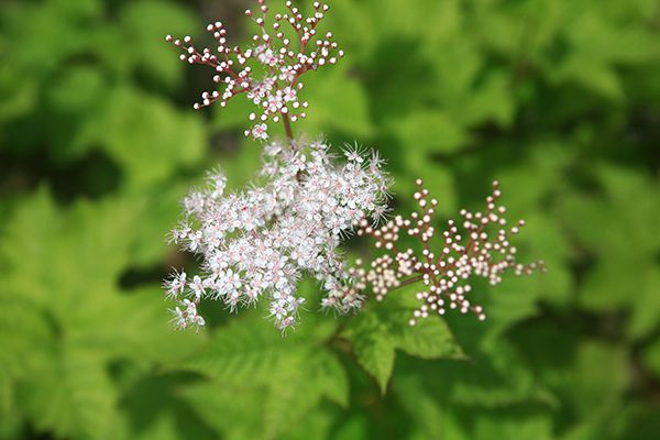 File:Filipendula glaberrima 2.jpg