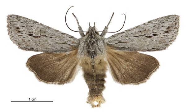 File:Graphania sequens male.jpg