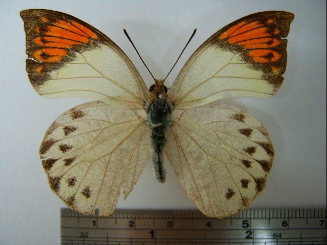 File:Hebomoia glaucippe formosana01.JPG