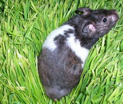 File:Hooded hamster in grass.jpg