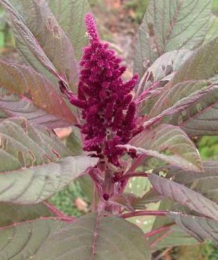 File:Love-Lies-Bleeding, Tassel Flower (Amaranthus caudatus).jpg