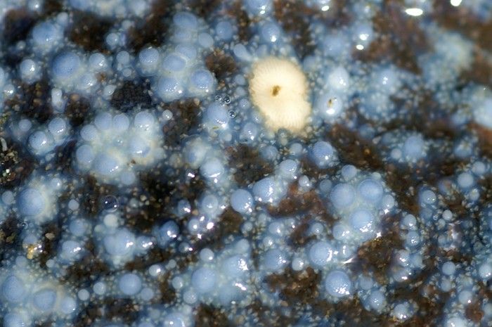 File:Mottled star (closeup of madreporite).jpg