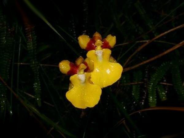 File:Otoglossum harlingii.jpg