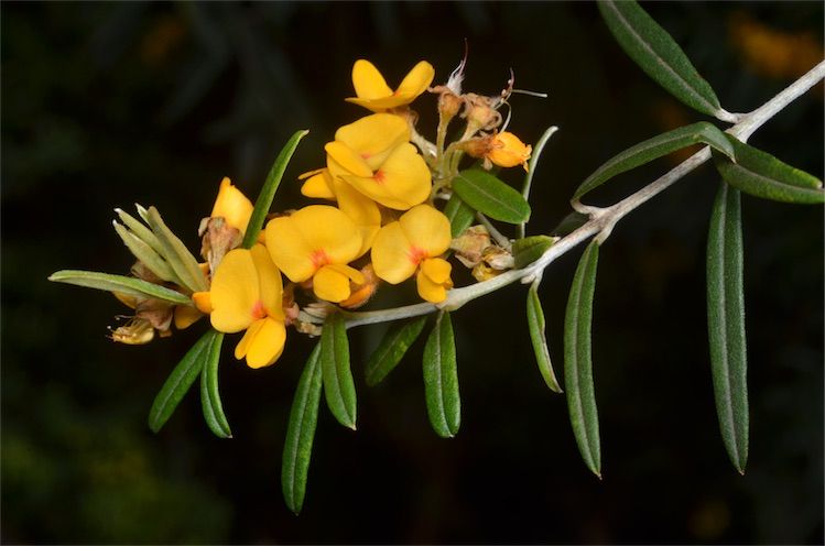 File:Oxylobium arborescens.jpg