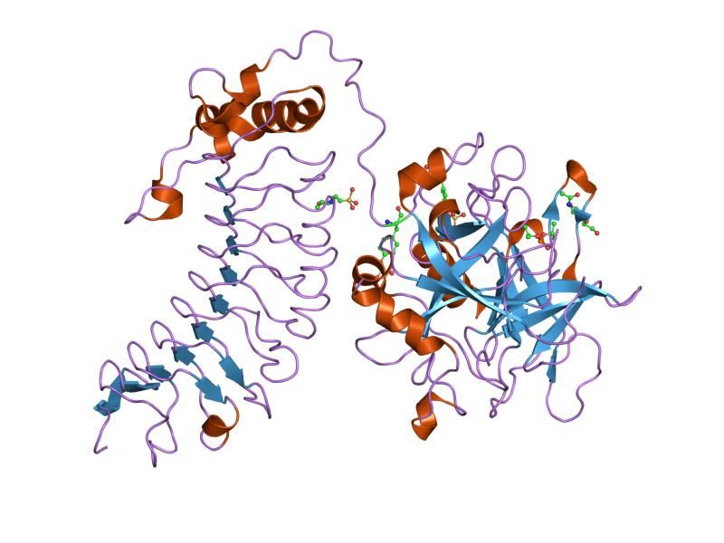 File:PDB 1p8v EBI.jpg