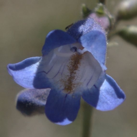 File:Penstemon inflatus flora.jpg