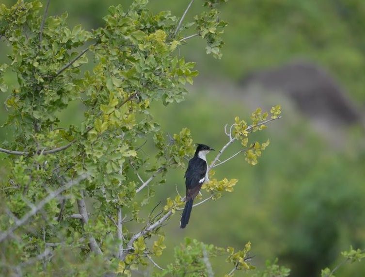 File:Pied-Cuckoo.jpg