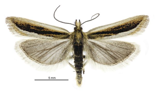 File:Protyparcha scaphodes male.jpg