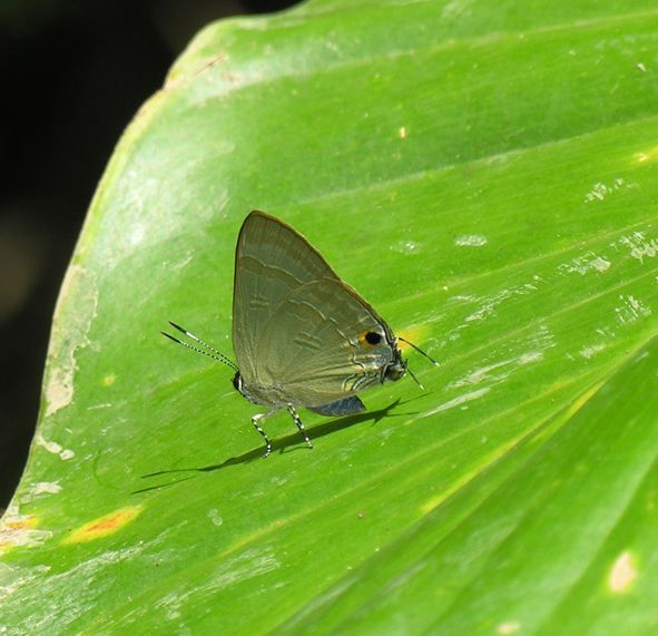 File:Rapala tomokoae female, Negros Is. Philippines.JPG