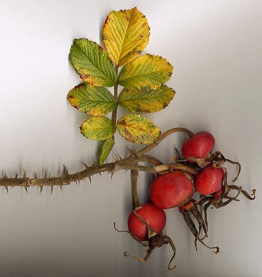 File:Rosa rugosa hips.jpg