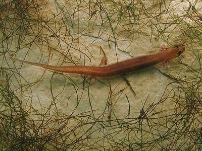 File:San Marcos salamander.jpg