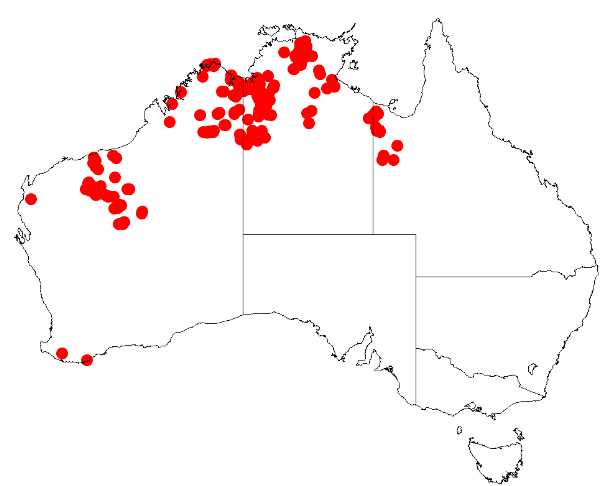 File:Scaevola browniana DistMap13.png