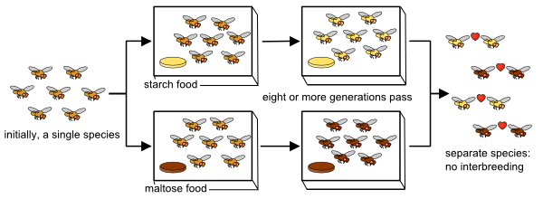 The Drosophila experiment conducted by Diane Dodd.