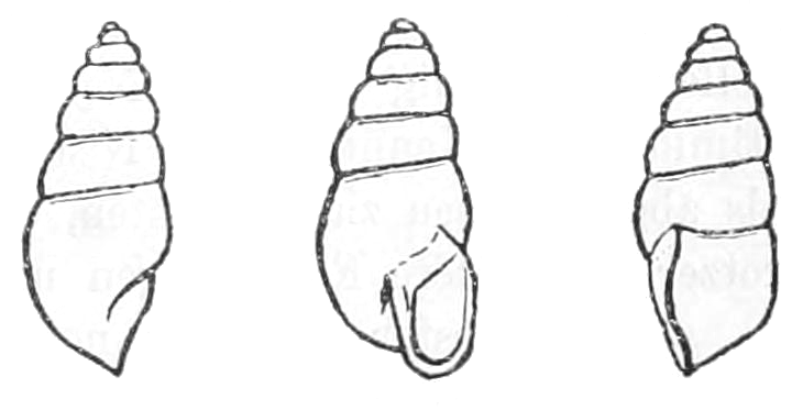 File:Spelaeoconcha paganettii shell.png