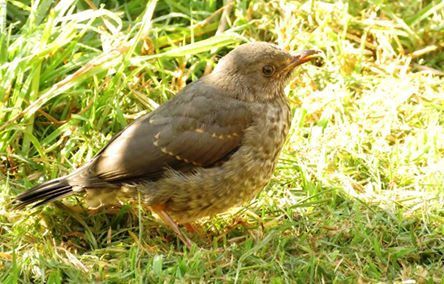 File:Turdus smithi, juveniel, Pietersburg, Kellermann, a.jpg