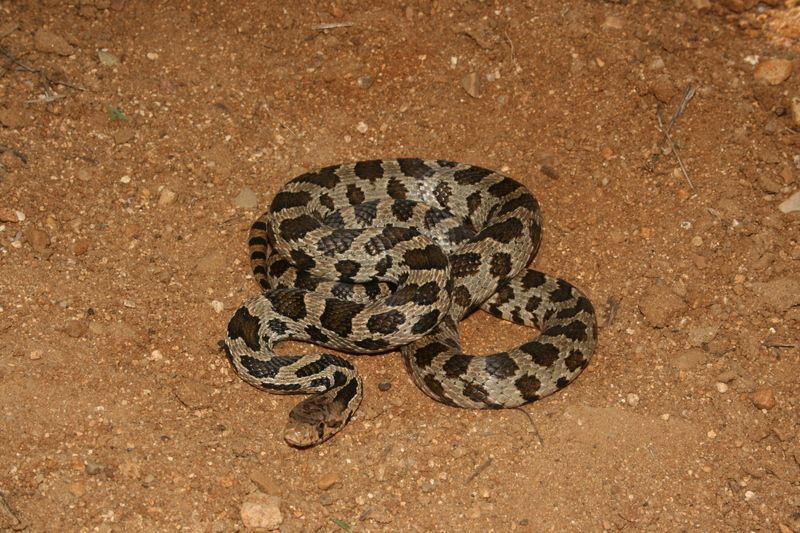 File:Western Fox Snake 01.jpg