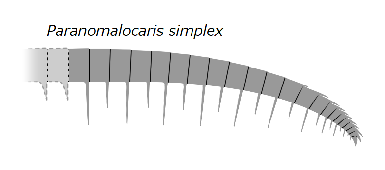 File:20210707 Radiodonta frontal appendage Paranomalocaris simplex.png