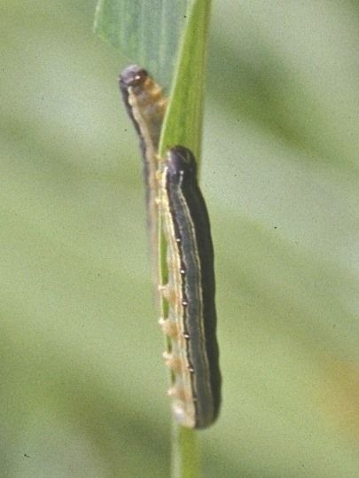 File:African armyworm, crop.jpg