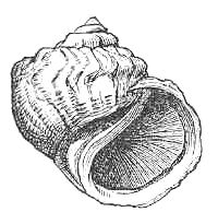 File:Amphibola crenata shell.jpg