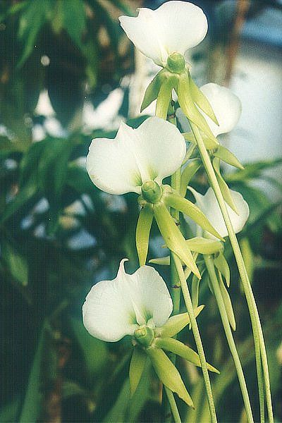 File:Angraecum-eburneum-longical.jpg