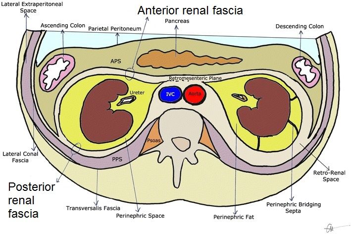 File:Anterior and posterior renal fascia.jpg