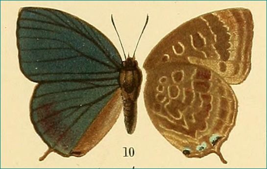 File:ArhopalaKiriwiniiBB1903MUpUnAC1.jpg