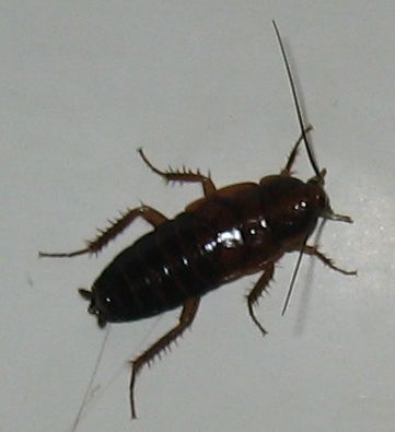 File:Blatta orientalis in bathtub.jpg