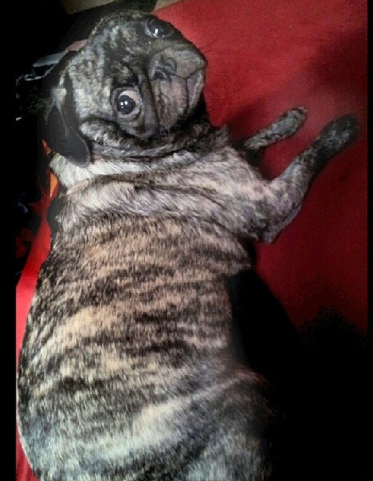 File:Brindle Pug.png