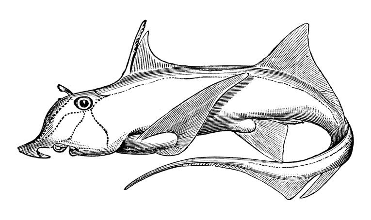 File:Callorhinchus callorynchus1.jpg