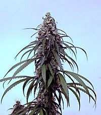 File:Cannabis indica Selkem.jpg