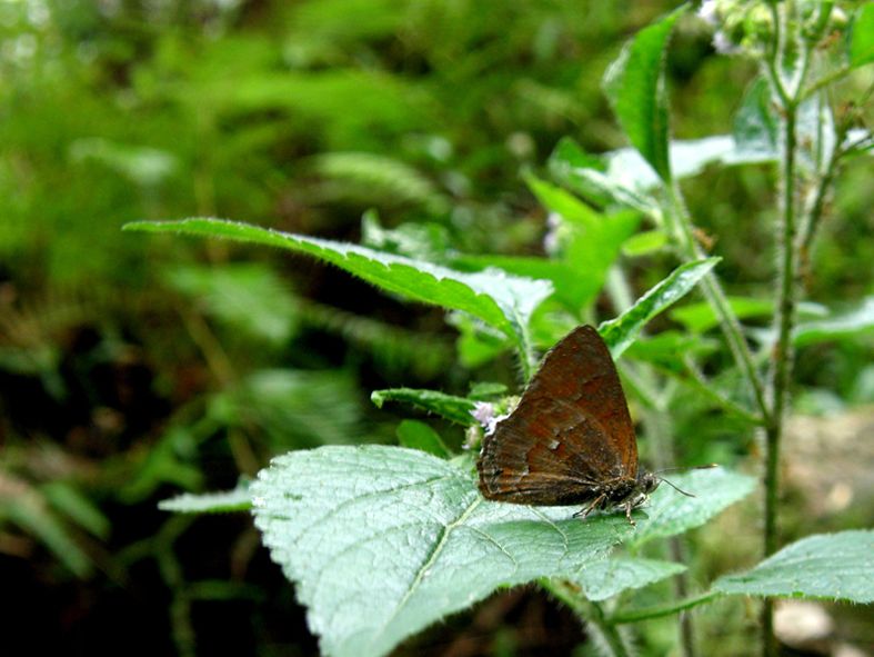 File:Deramas treadawayi ♂、Mt. Apo,1.JPG