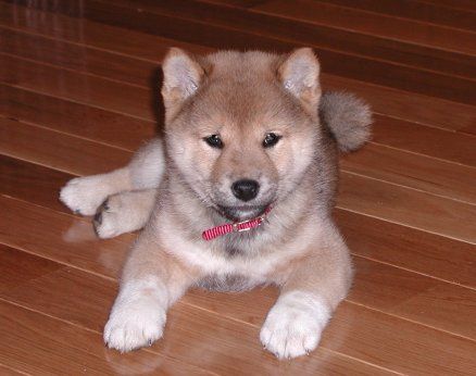 File:Fm shiba inu puppy.jpg