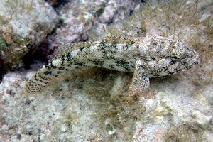 File:Gobius cobitis, Croatia - 20090209.jpg