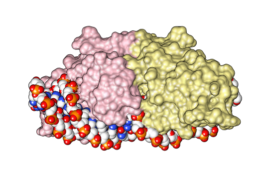 File:I-CreI dimer DNA 4.png