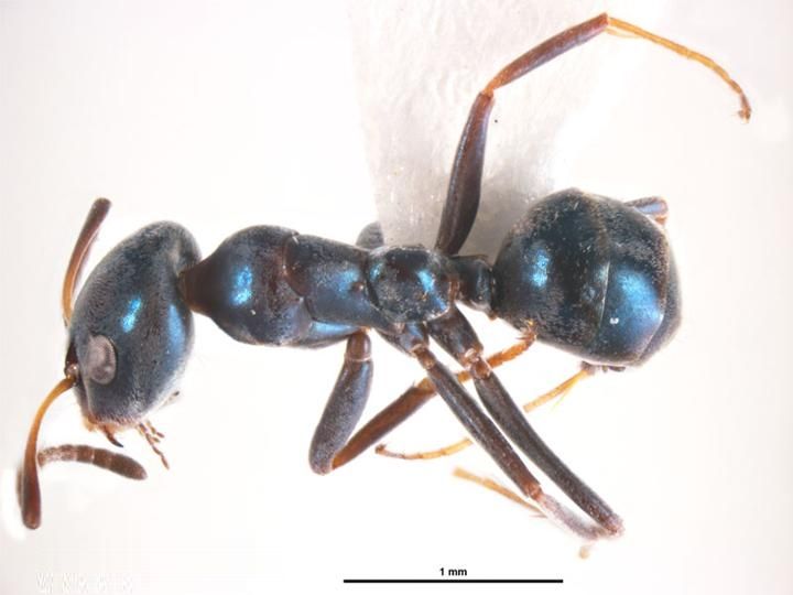 File:Iridomyrmex coeruleus.jpg