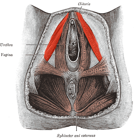 File:Ischiocavernosus-female.png