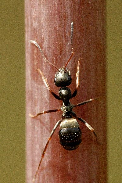 File:Lasius.niger.-.lindsey.jpg