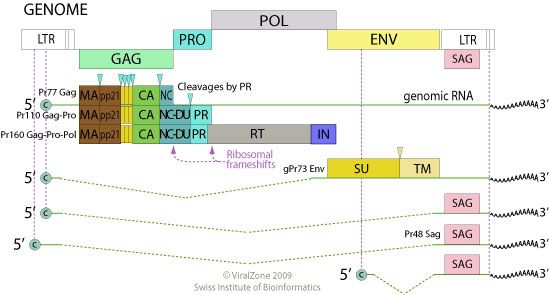 File:MMTV genome.jpg