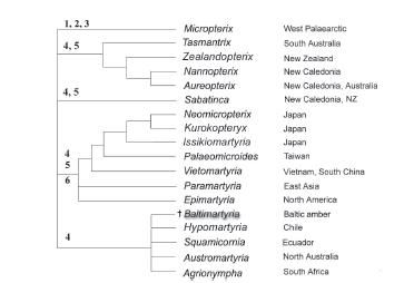 File:Micropterigidae phylogenetic relationships.JPG