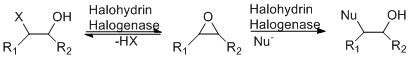 File:Overall Mechanism of Halohydrin Dehalogenases.jpg